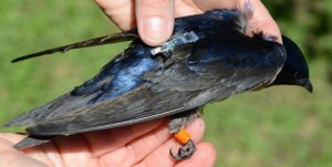 photo of a Purple Martin fitted with a geolocator