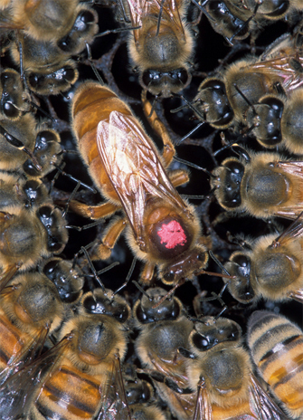 photo of a cluster of Africanized bees