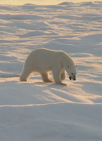 photo of a lone Polar bear on the Beaufort Sea ice cap