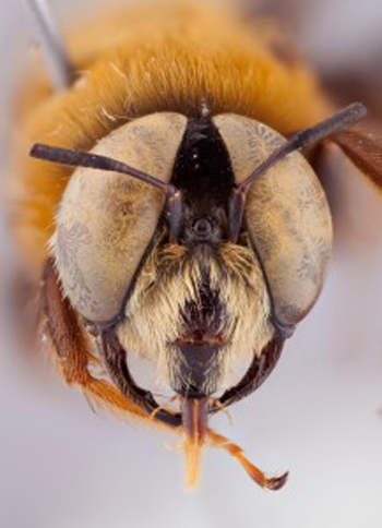 close up photo of a bee's head