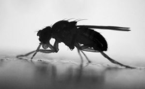 Photo of common fruit fly, Drosophila melanogaster