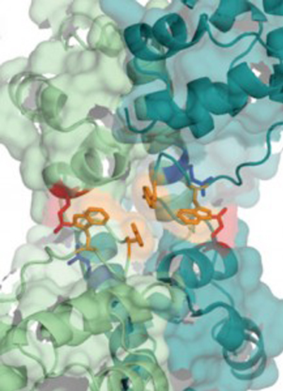 image of a CASKIN protein model