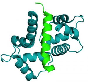 artist's rendering of Calmodulin interaction complex with Connexin36 protein