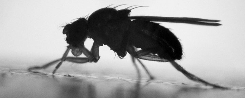 photo of a common fruit fly