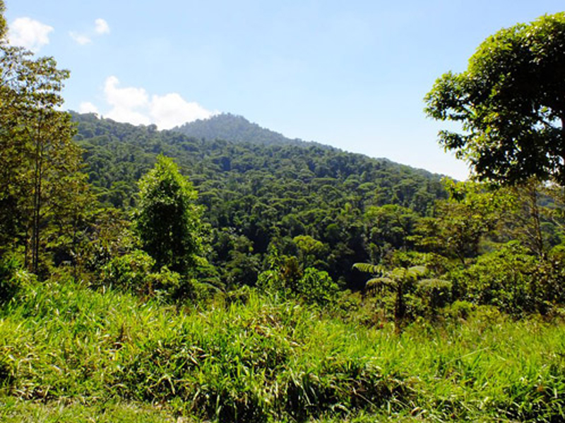 photo of the view of Las Nubes rainforest from the York property across the river