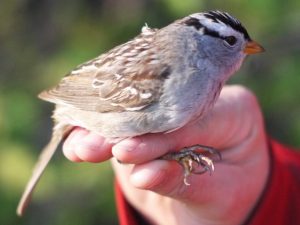 photo of a White-crowned sparrow
