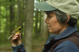 Bridget Stuchbury looks at a small bird. She is standing in the middle of a forest.