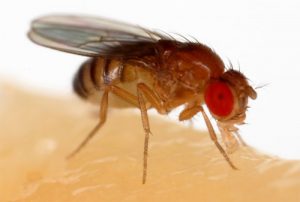 photo of a fruit fly
