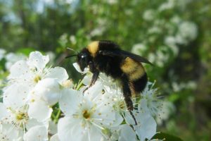 Yellow-banded bumblebee (image: Victoria MacPhail, FES, York University)