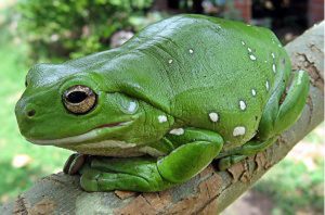 photo of an Australian Green Tree Frog