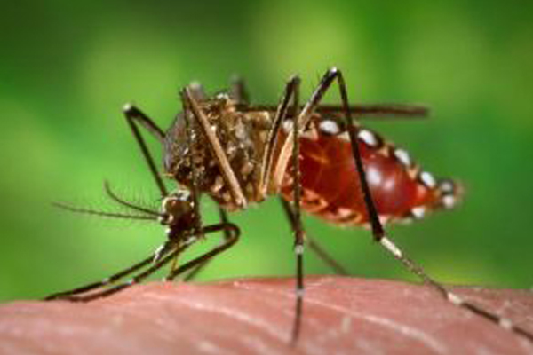 photo of a mosquito