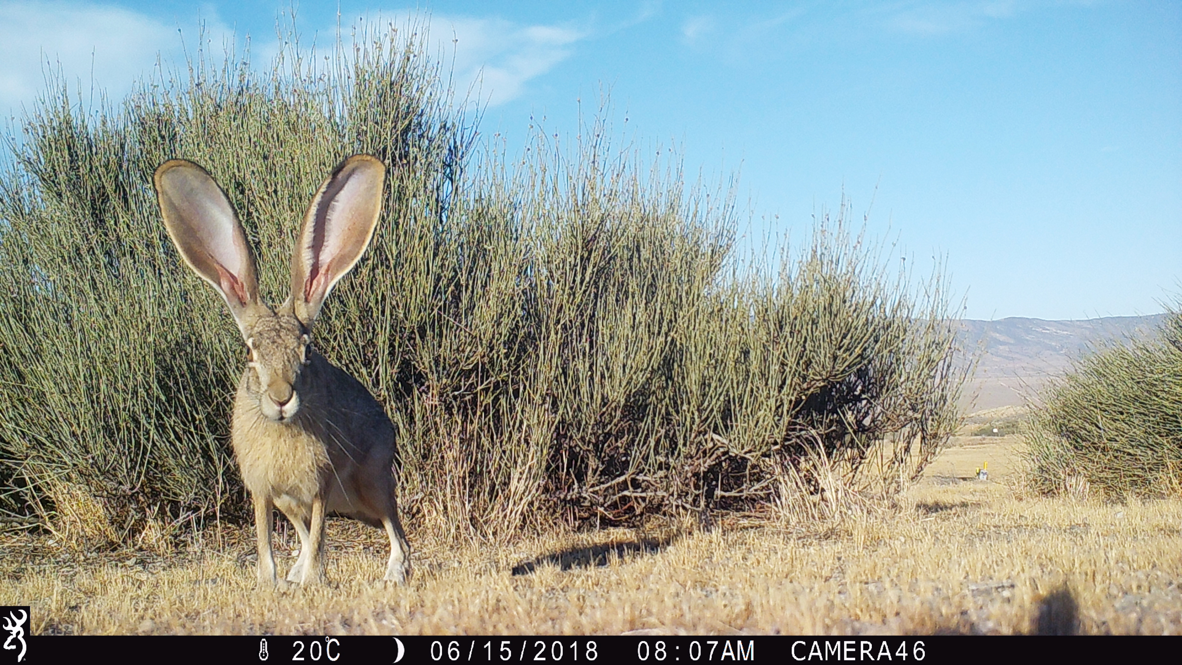 Image of a rabbit taken by a camera trap
