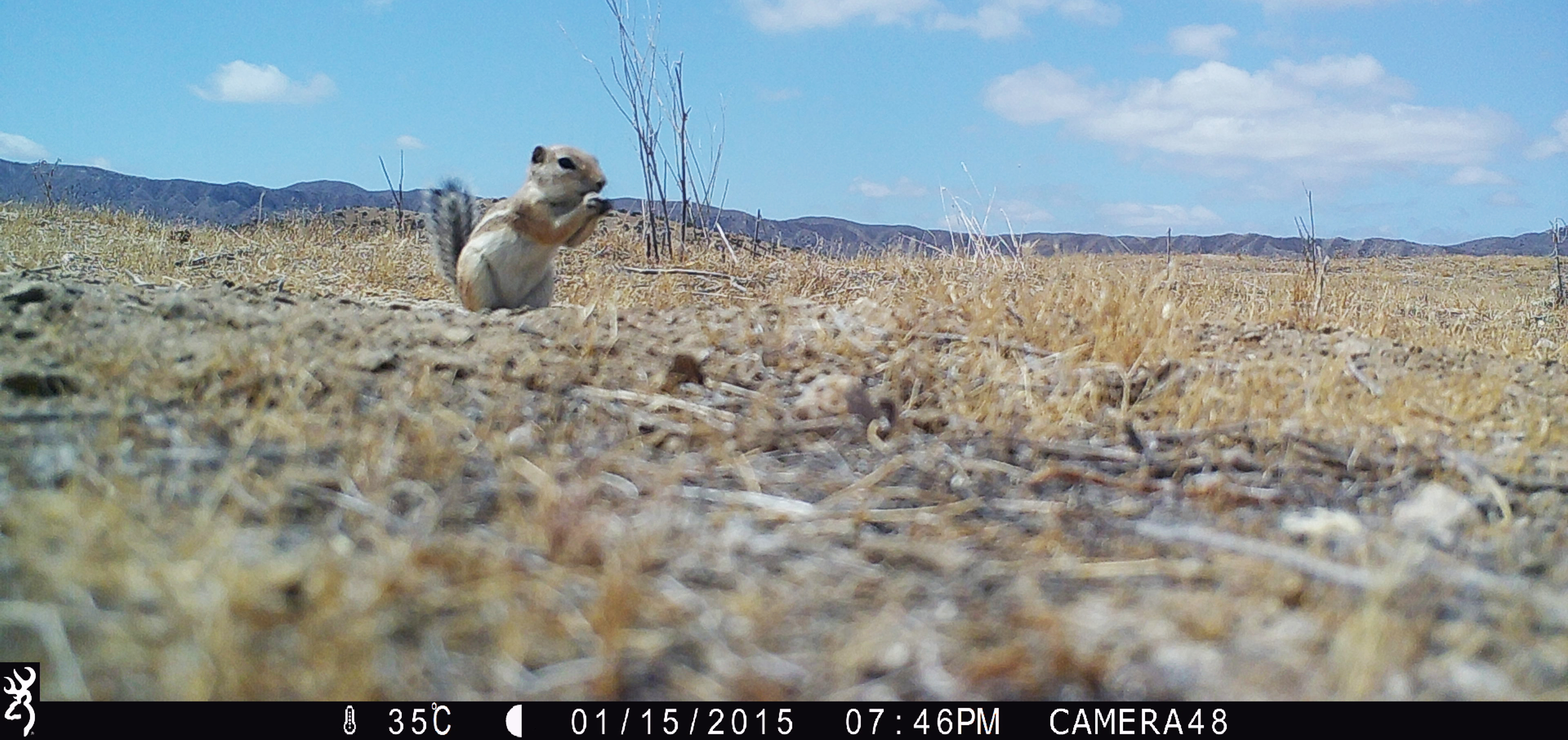 Image of a chipmunk taken by a camera trap