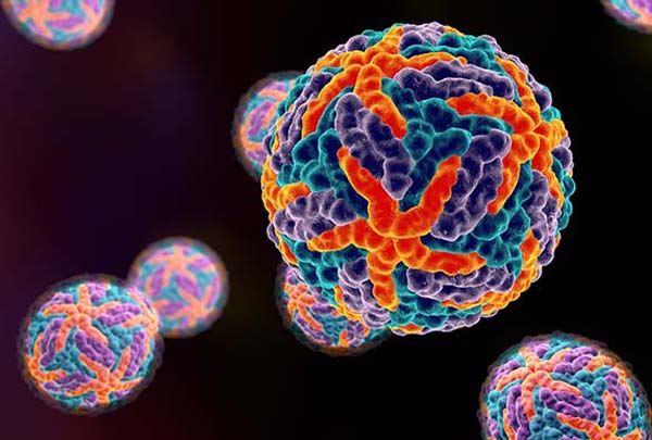 3D illustration of the Dengue virus