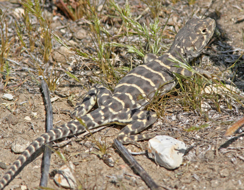 photo of Blunt-nosed leopard lizard (G. sila)