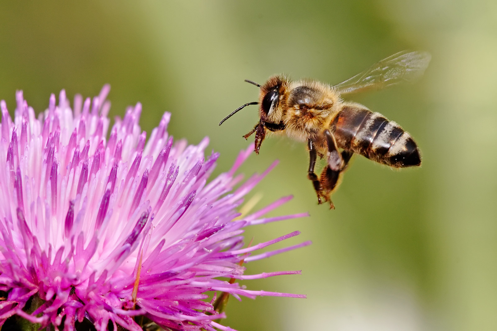 photo of a honey bee collecting pollen
